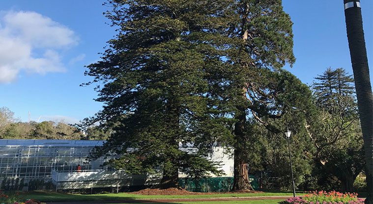 Pukekawa Urban Ngahere Path – Norfolk Pine and California Big Tree.