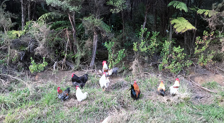 Rangihoua Wetland Path - Near the end of the road you’ll find a rooster gathering place. Please don't feed them.