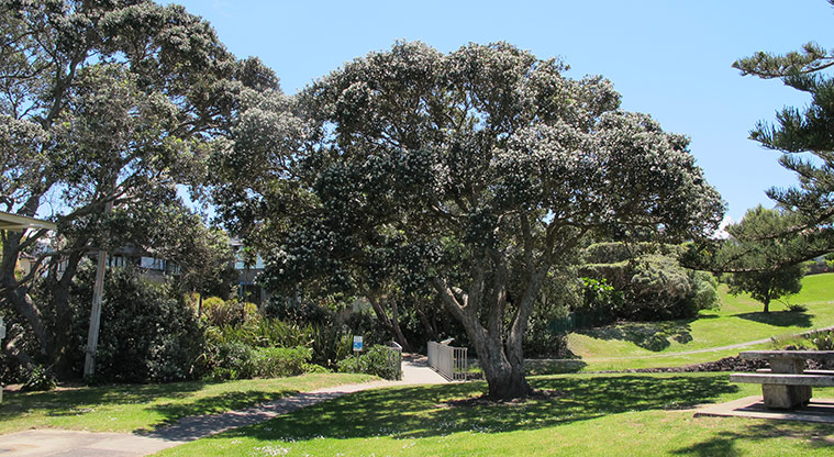 Rothesay to Browns Bay Path - Path start from Rothesay Bay.