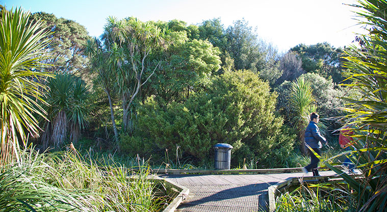 Roy Clements Treeway Path - Boardwalk through the bush.