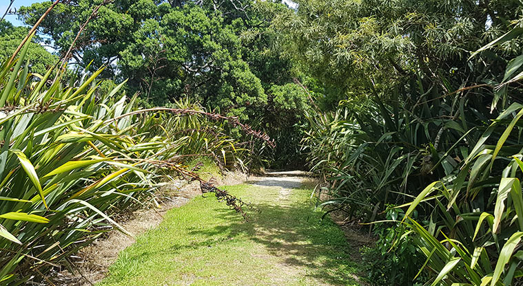 Scandrett to Martins Bay - Follow the grass and gravel track through the bush.