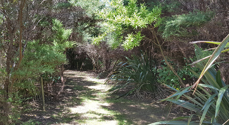 Scandretts Bay Path - Short section of bush track.