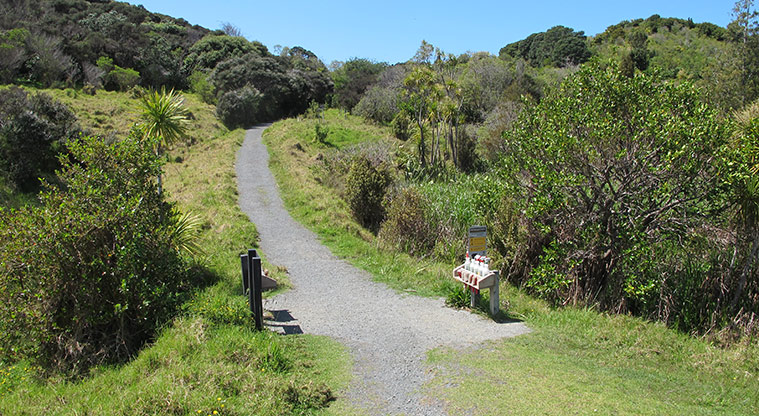 Shakespear Heritage Trail- Path leading into Waterfall Gully.