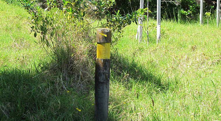 Shakespear Heritage Trail - Keep following the yellow marker poles.