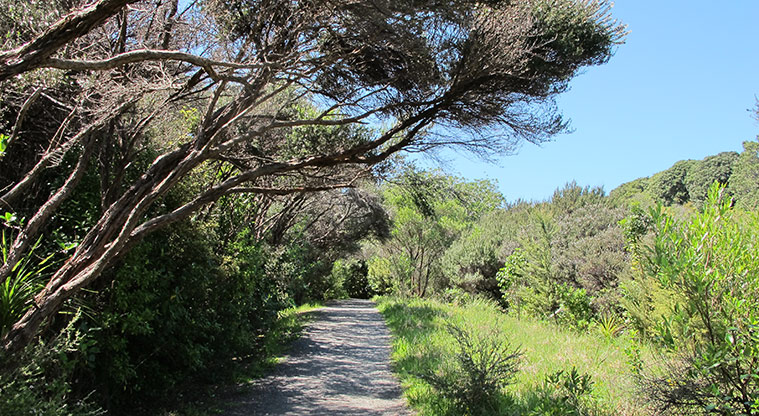 Shakespear Heritage Trail - Shaded section of the path.