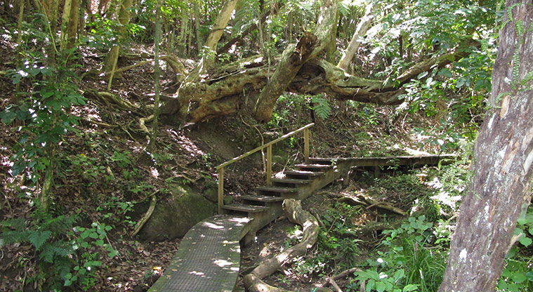 Shakespear Heritage Trail - Steps through the bush.