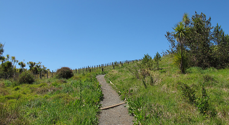 Shakespear Heritage Trail - Path coming out of the bush: keep an eye out for the yellow markers.