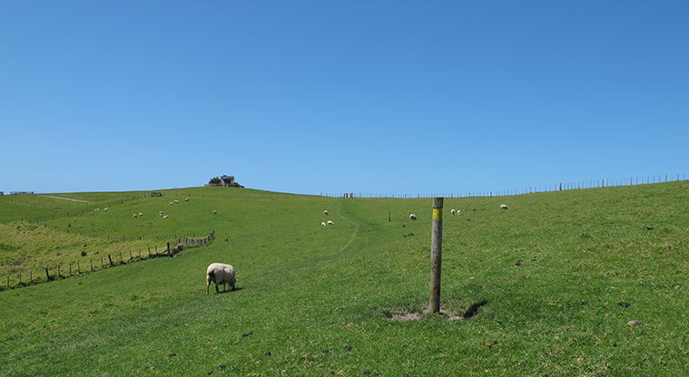 Shakespear Heritage Trail - Path runs through paddocks to a gate connecting with the main track.