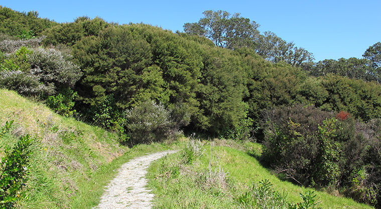 Shakespear Heritage Trail - Gravel path connecting back to Okoromai Bay.