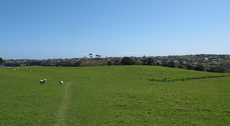 Shakespear Heritage Trail- Mingle again with the sheep.