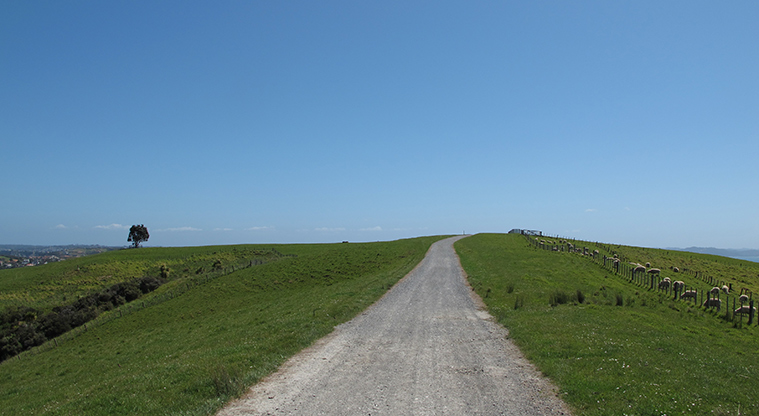 Shakespear Lookout Path - Typical section of the path.