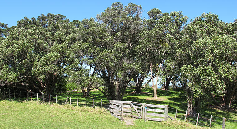 Shakespear Lookout Path - Path through small grove of pōhutukawa.