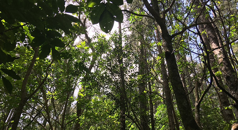 Smiths Bush Path - Look out for birds as you walk.