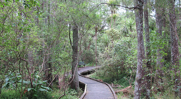 Stancich Reserve Path - Elevated section through bush.