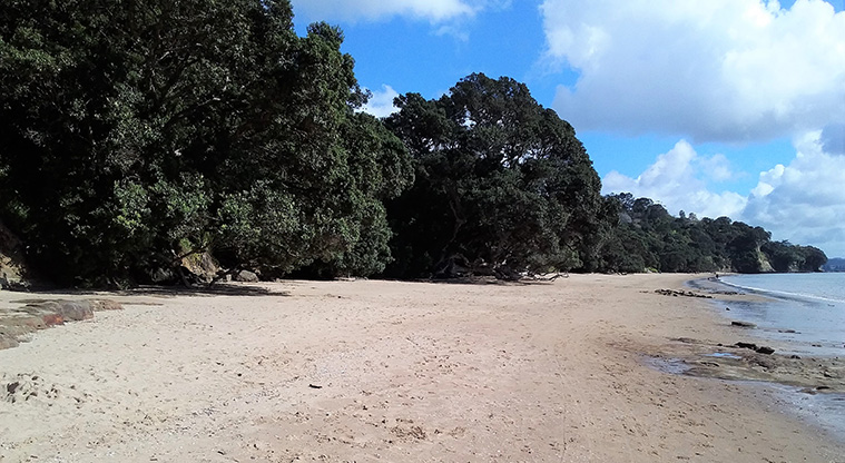 Stanmore Bay Beach Path - White sand and pōhutukawa.