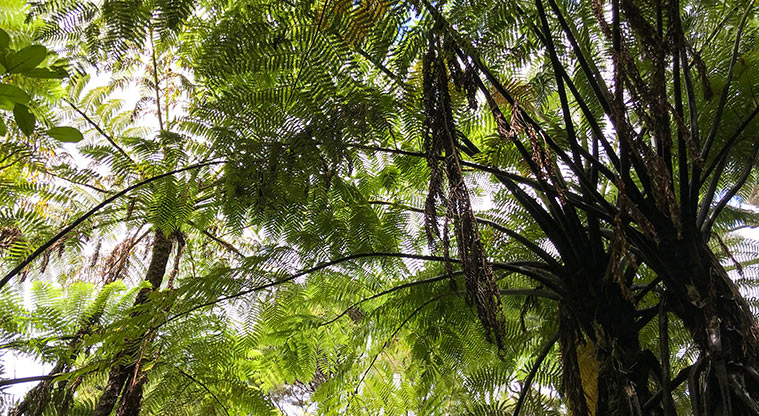 Station Rock Path - Beautiful forest and huge tree ferns all around in the middle section of the path.