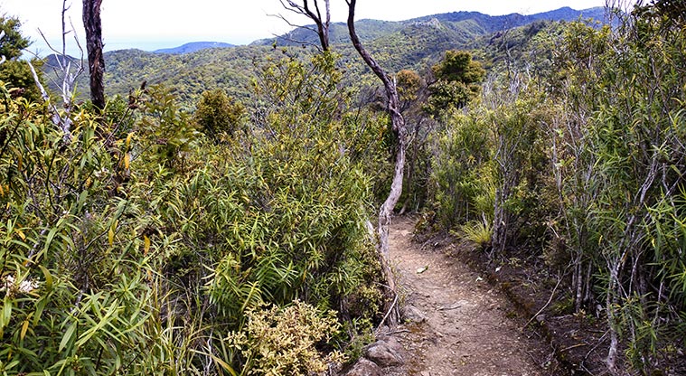 Station Rock Path - As you climb higher, the vegetation starts to get lower and more compact – a result of steady breezes.
