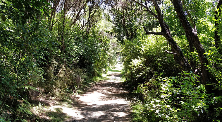 Tāwharanui Ecology Path - Low tide option: Path zig zags up through bush.
