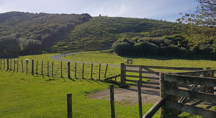 Tāwharanui West End Path - You will need to negotiate the small gate if locked and follow the path up the hill.