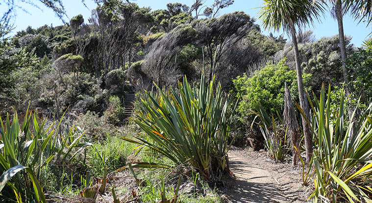 Tawhitokino Beach Track - Track over Papanui Point.
