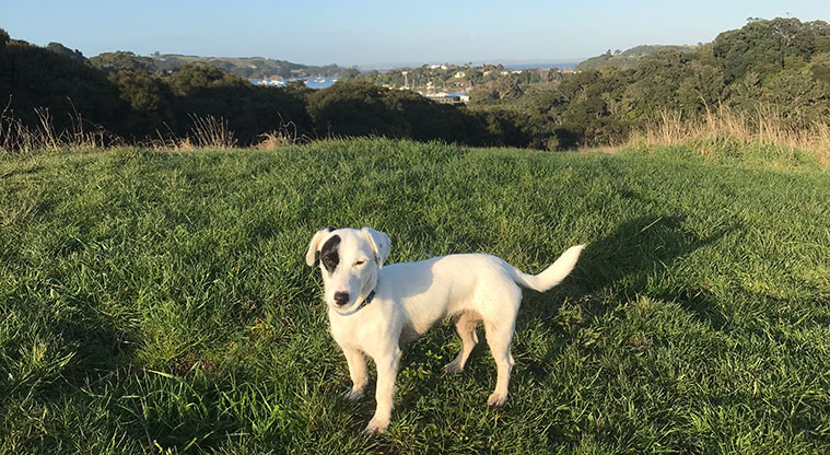 Te Toki Circuit Path - The open area is an off-lead dog walking.
