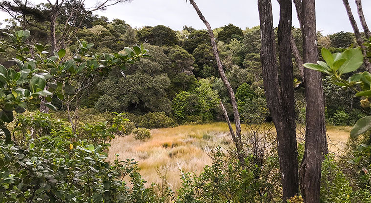 Te Toki Circuit Path - You will get glimpses of the Okauiti wetland and saltmarsh, a great example of a complete ecosystem.
