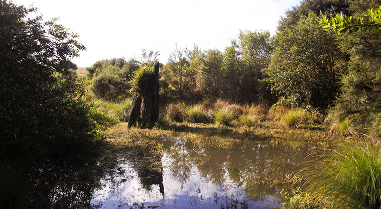 Te Toki Circuit Path - You will get glimpses of the Okauiti wetland and saltmarsh, a great example of a complete ecosystem.