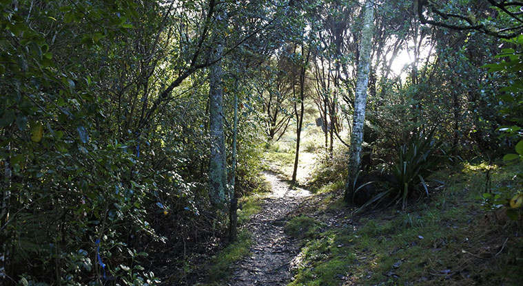 Te Toki Circuit Path - The Friends of Te Toki Reserve do a lot of weed control and tree planting here, to restore the reserve to a native habitat.