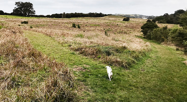 Te Toki Circuit Path - At the top, you can finish or turn right and explore the maze of mown grass paths in the open area.