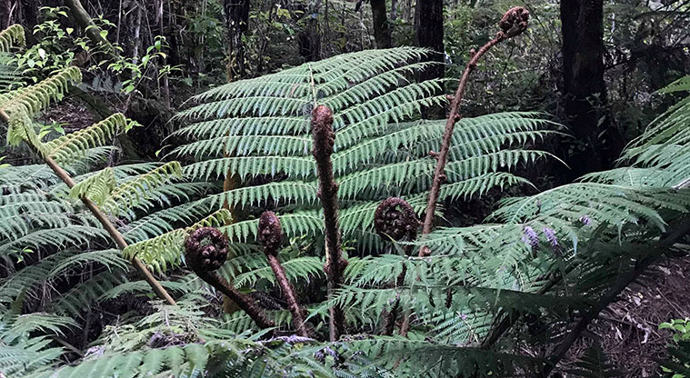 Three Streams Path - A great native bush experience.