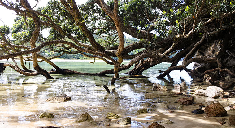 Tryphena Path - Hang around and watch the water, the light and the reflections.