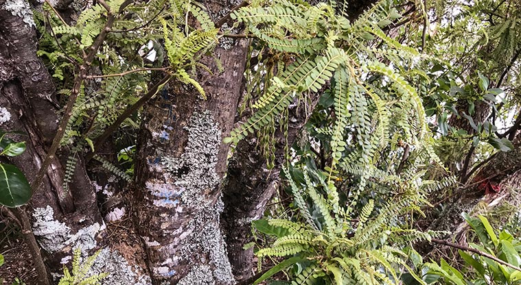 Tryphena Path - Kowhai tree at the lookout near Mulberry Grove.