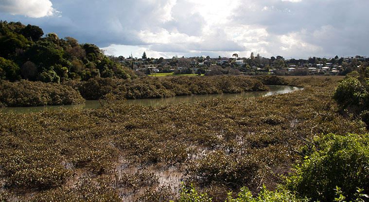 Tuff Crater Path - Mangrove and estuary.