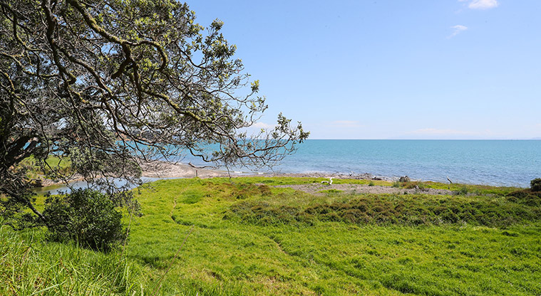 Tāpapakanga Coastal Path - Path alongside coastal trees.