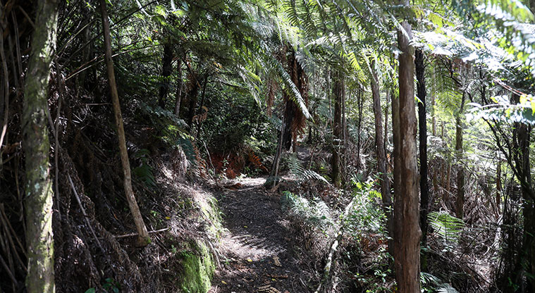 Tāpapakanga Historic Path - Short bush walk.