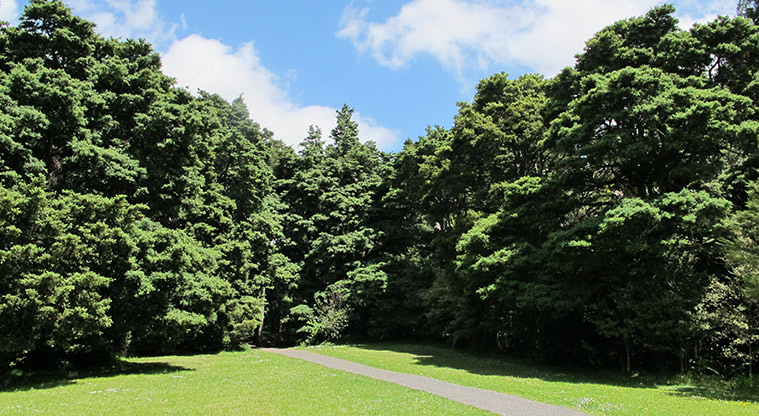Totara Puhinui Creek Path - Path through tōtara.
