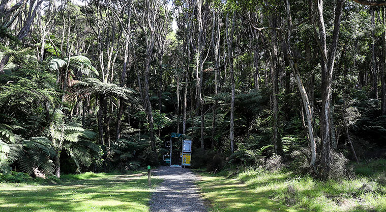 Waharau Bush Path - Path start follow kauri dieback instructions.