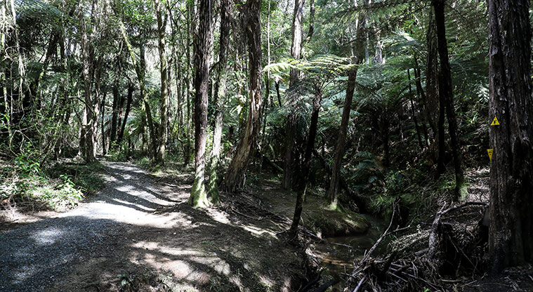 Waharau Bush Path - Gravel path through the bush.