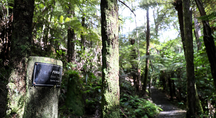 Waharau Bush Path - Signs along the way identifying native trees.
