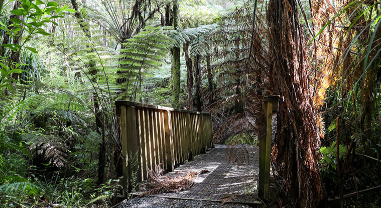 Waharau Bush Path - Small steam crossings.