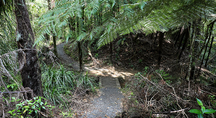Waharau Bush Path - Path through the bush.