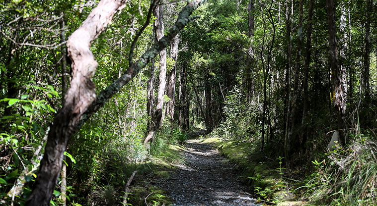 Waharau Bush Path - More open sections of bush.