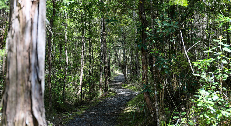 Waharau Bush Path - Connect with nature.