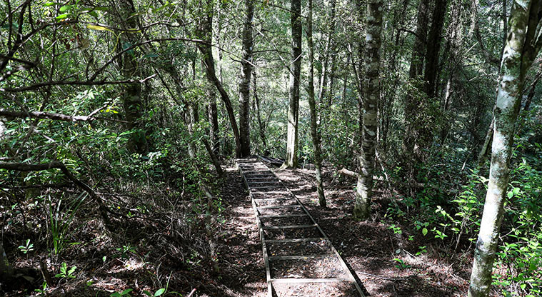 Waharau Bush Path - There are a few steps but easily managed.