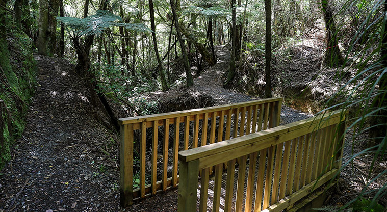 Waharau Bush Path - Idyllic bush views.