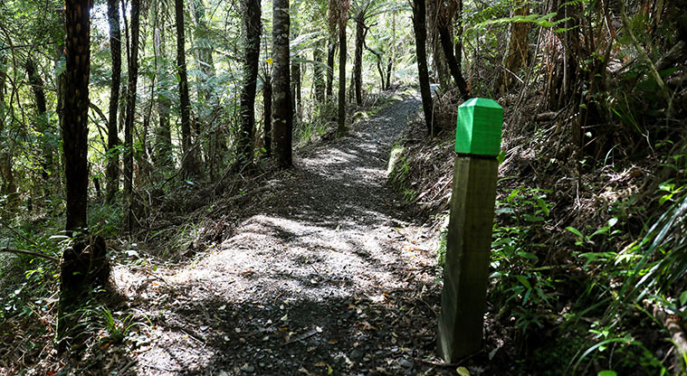 Waharau Bush Path - Follow the green markers.
