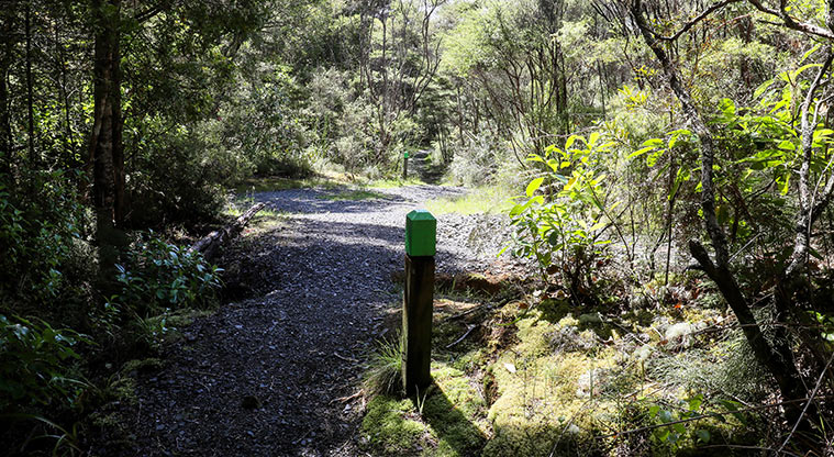 Waharau Bush Path - Bush path connecting back to road.