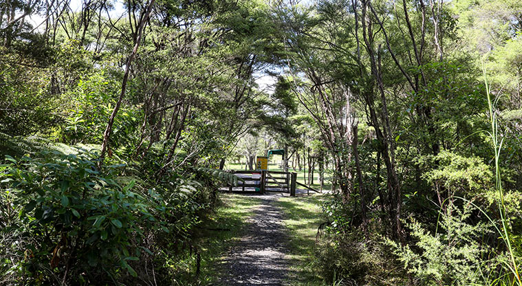Waharau Bush Path - Complete bush section.