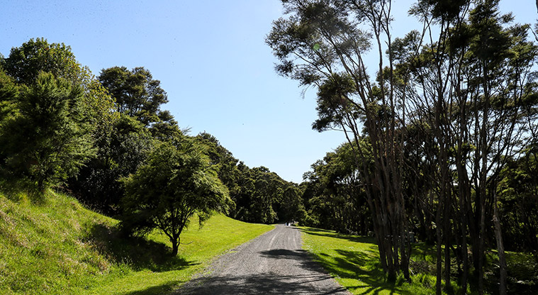 Waharau Bush Path - Last part of path.