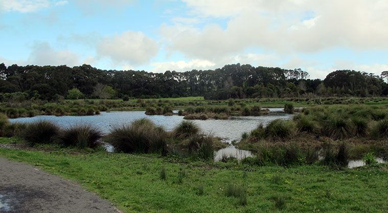 Waiatarua Path - Restored wetland area.